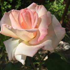 I dunno if it is due to the heat in my area but, it should be called peach promise. Pink Promise Hybrid Tea Rose Hybrid Tea Roses Tea Roses Beautiful Roses