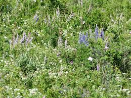 Field of wildflowers