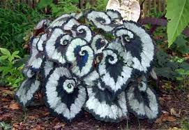 Use it with other foliage plants and brightly colored blooms. Escargot Begonia Zone 10 Or Warmer Plants Flower Garden Gothic Garden