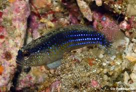 Image result for Astropanax barteri