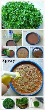 Instead, one needs to follow the exact same procedure of sprouting that we use for any other pulse. 61 Srouts Microgreens Ideas In 2021 Microgreens Sprouts Raw Food Recipes