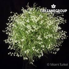 Image result for Rangaeris muscicola