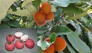 Menanam pohon mangga memberi banyak manfaat bagi tubuh maupun lingkungan sekitar. Cara Menanam Buah Mentega Bisbul Pt Kusuma Dipa Nugraha