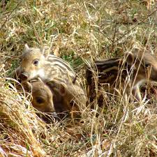 So Niedlich Die Kleinen Wildschweine Auch Sind Hier Ist Vorsicht Geboten Die Wildschweinmutter Bache Findet So Eine Begegnung Animals Animals And Pets Pets