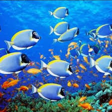 Adzka.my.id mempunyai koleksi gambar yang berhubungan dengan gambar pemandangan alam bawah laut kartun sebanyak 11 gambar. Walpaper Dinding 3d Pemandangan Bawah Laut Shopee Indonesia