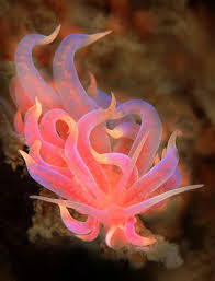 Meet the ocean's strangest creatures here at national geographic kids. Phyllodesmium Poindimiei Nudibranch Indian Ocean Sea Slug Underwater Creatures Beautiful Sea Creatures