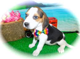 Beagles are a great family dog. Beagle Puppy Dog For Sale In Chicago Illinois