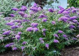 Image result for Buddleja davidii