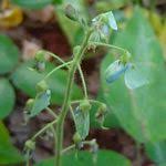 Image result for Desmodium subsecundum
