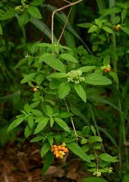 Image result for Hoslundia