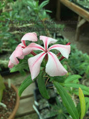 Image result for Pachycarpus firmus