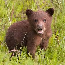 Baby Bear Photograph By Etta Kovalsky