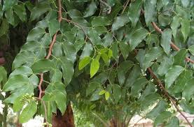 Image result for Guibourtia coleosperma