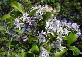Image result for Ehretia obtusifolia