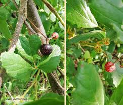 Image result for Rhoicissus tridentata