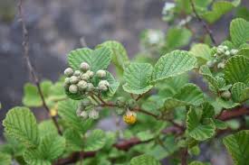 Image result for Rubus ellipticus