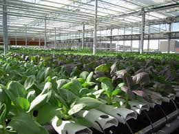 Nutrient Film Technique Nft