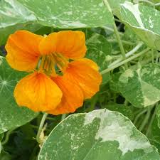 Image result for Nesaea sarcophylla