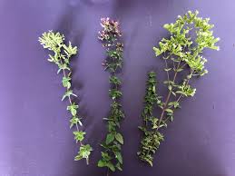 Image result for Origanum