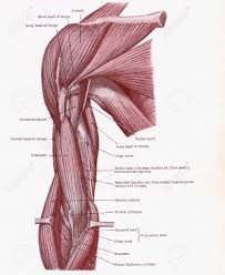 Dissection Of Muscles On The Front Of The Upper Arm From An Stock Photo Picture And Royalty Free Image Image 11458638