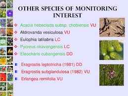 Image result for Erlangea remifolia