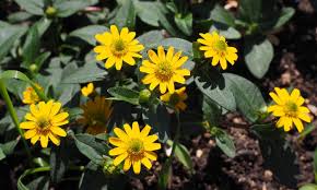 Image result for foto Vitálka