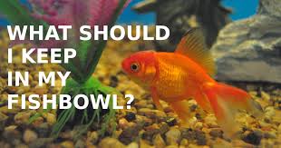 This adorable little bird are one of the sweetest birds you'll ever meet. What Is The Best Fish To Keep In A Fishbowl Pethelpful