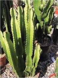 Forum dédié aux plantes grasses (cactus, succulentes et aussi caudex). Anticoagulant Thrombolytic And Antibacterial Activities Of Euphorbia Acruensis Latex Mediated Bioengineered Silver Nanoparticles