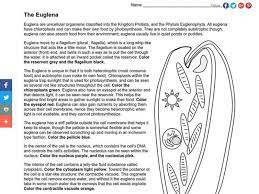 The specialized body structure located at the base of the tail is called the flagella which are. Coloring Pages The Euglena Coloring Key