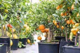 Maybe you would like to learn more about one of these? How To Grow Citrus Trees In Containers