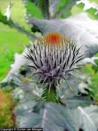 Mal ne wilde ecke im garten stehen lassen oder auf dem balkon oder der terrasse mal einfach im topf wachsen lassen. Die Schottische Distel Eselsdistel Bedburg Hau