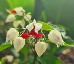 Image result for Clerodendrum umbellatum