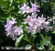 Image result for Ehretia rigida