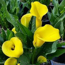 Conozcamos Un Poco Mas A La Zantedeschia O Lirio De Agua Cultivo De Flores Lirio De Agua Calas De Colores