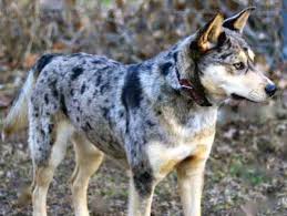 Click here to be notified when new siberian husky puppies are listed. Is It Really A Good Idea To Create A Catahoula Husky Mix