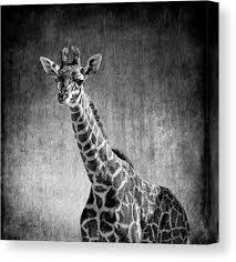 Black And White Animal Prints Framed Young Giraffe Black And White Canvas Print Canvas Art By Judy Vincent Black And White Canvas Canvas Art Prints Canvas Prints