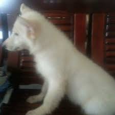 Why buy a german shepherd dog puppy for sale if you can adopt and save a life? White German Shepherd Philippines Home Facebook
