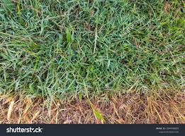 Textured Photo Green Grass Yellow Dead Stock Photo 2347769275 | Shutterstock