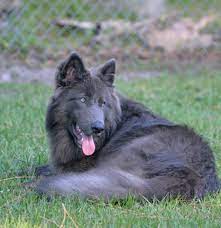 Southern Breeze Kennels Blue Bay Shepherds In Palm Bay Florida Shepherd Puppies German Shepherd Puppies Shepherd Dog