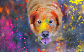 How to paint a dog's eye in watercolor, free tutorial. Wallpaper Dog Face Eyes Colorful Paint 2560x1600 Hd Picture Image