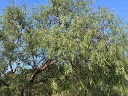 Image result for Schinus