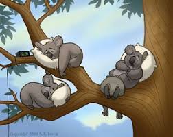 S T Lewis Koala Illustration Koala Drawing Cute Wombat