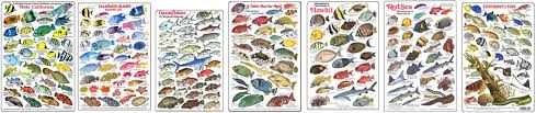 50 Studious Caribbean Fish Chart