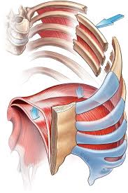 Image result for Flail Chest