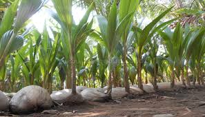 Ada 2 cara dalam menghitung jarak tanam kelapa sawti, yaitu cara bujur sangkar dan segitiga. Cara Menanam Kelapa Hijau Yang Tepat Bagi Pemula