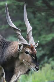 Image result for Aneulophus