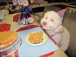 Birthday Dog Know Your Meme