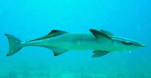 The dish is likely a reflection of its coastal siglap origins. Iranun Of Sabah Dictionary Browse Iranun English