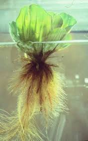 Image result for Pistia