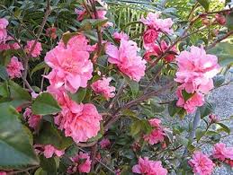 Fragrance Camellia S Camellia Pink Fragrance Fragrant